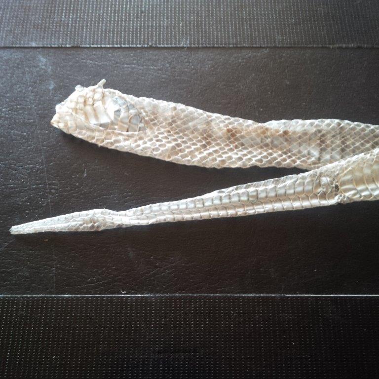 Baton Rouge snake skin